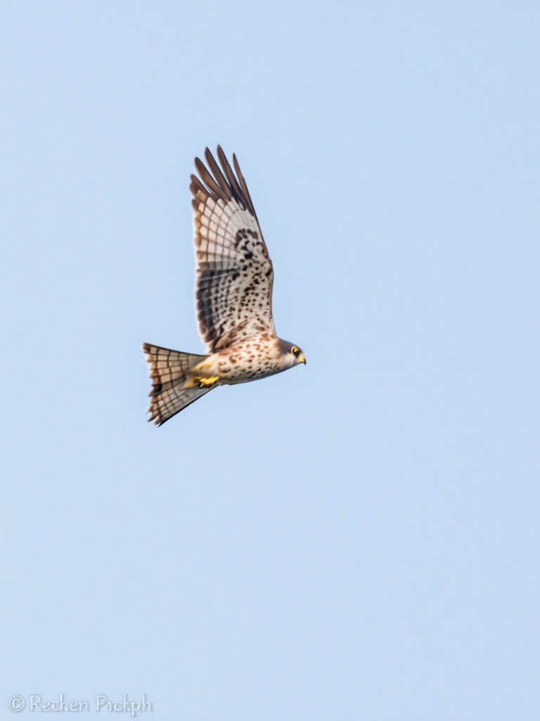 Common Kestrel photo